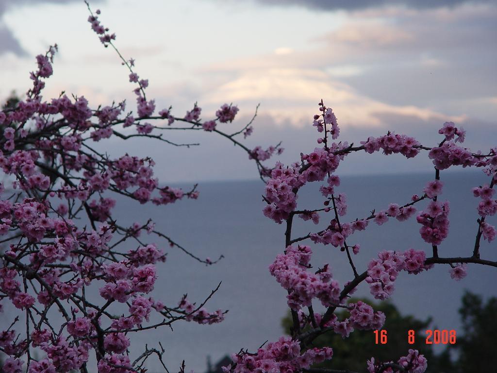 Cabañas el Bosque Patagónico Frutillar Quarto foto